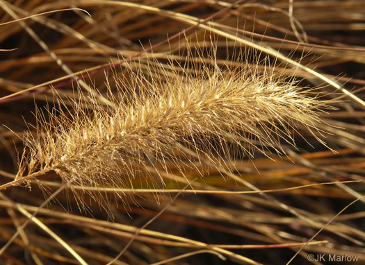 image of Cenchrus purpurascens, Chinese Fountaingrass, Black Fountaingrass, Foxtail Fountaingrass