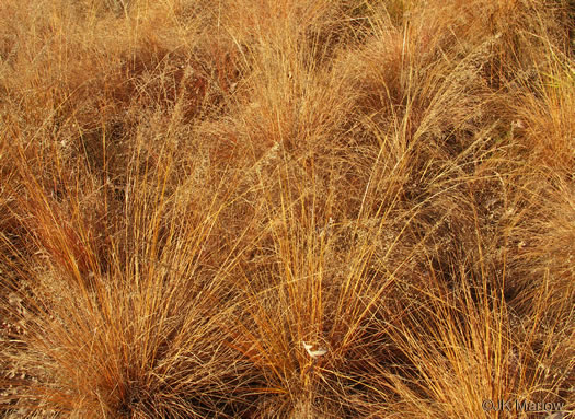 image of Sporobolus heterolepis, Prairie Dropseed