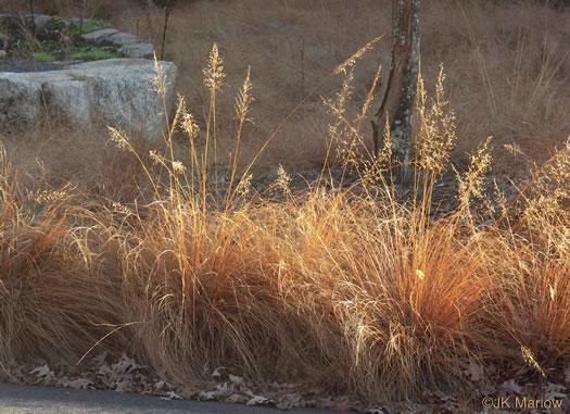 image of Sporobolus heterolepis, Prairie Dropseed