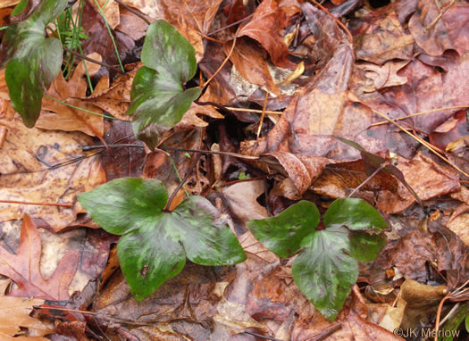 image of Hepatica acutiloba, Sharp-lobed Hepatica, Sharp-lobed Liverleaf