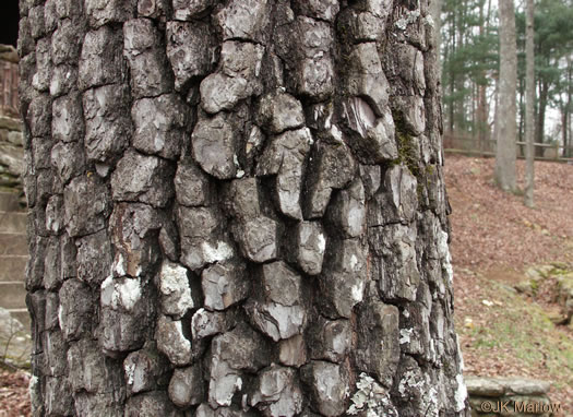 image of Diospyros virginiana, American Persimmon, Possumwood, Simmon