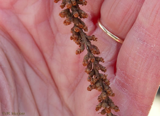 Bald Cypress