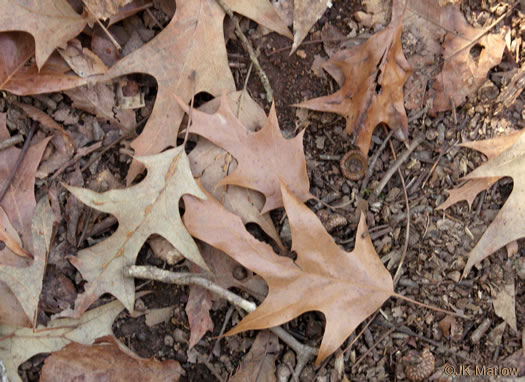 image of Quercus pagoda, Cherrybark Oak, Swamp Spanish Oak