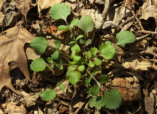 image of Packera glabella, Butterweed, Smooth Ragwort, Smooth Groundsel, Yellowtop