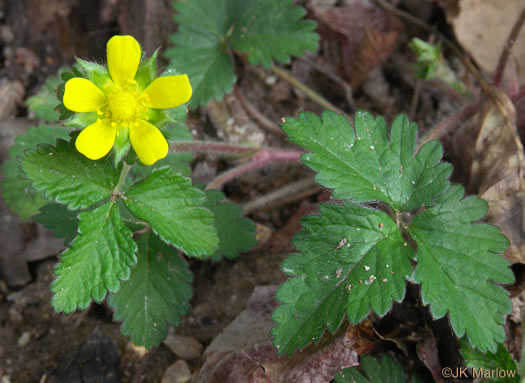 image of Potentilla indica, Indian Strawberry, Mock Strawberry