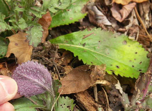 image of Packera obovata, Roundleaf Ragwort, Roundleaf Groundsel, Spatulate-leaved Ragwort, Running Ragwort