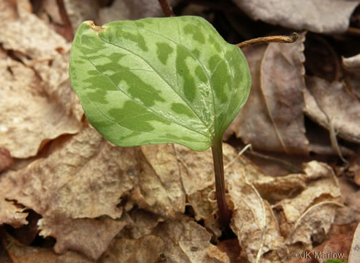 image of Trillium cuneatum, Little Sweet Betsy, Purple Toadshade