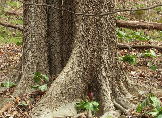 image of Celtis laevigata, Sugarberry, Southern Hackberry, Smooth Hackberry, Lowland Hackberry