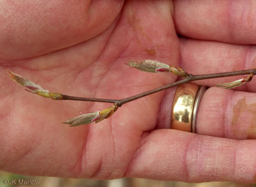 image of Amelanchier arborea, Downy Serviceberry, Sarvisberry