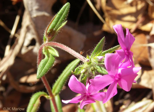 image of Phlox amoena, Hairy Phlox, Chalice Phlox