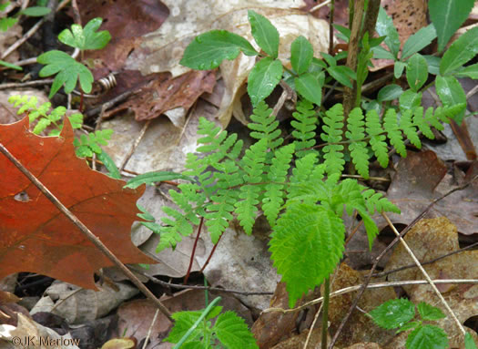 image of Cystopteris bulbifera, Bulblet Bladder Fern, Bulblet Fern