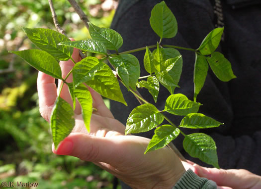 image of Fraxinus quadrangulata, Blue Ash