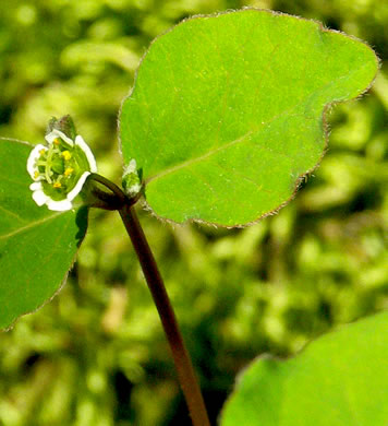 image of Euphorbia mercurialina, Cumberland Spurge, Mercury Spurge