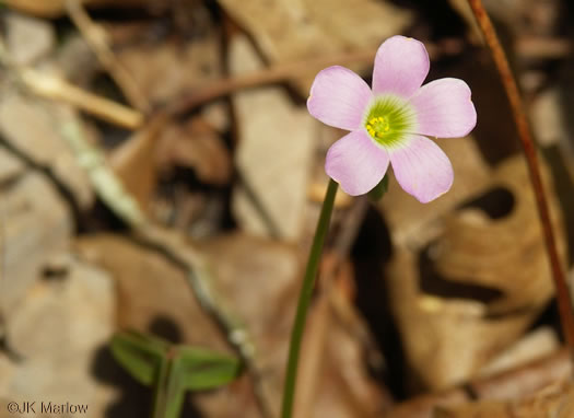 image of Oxalis violacea, Violet Wood-sorrel