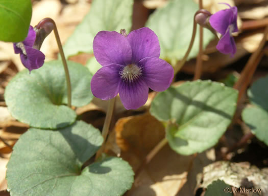 image of Viola walteri, Walter's Violet, Prostrate Blue Violet