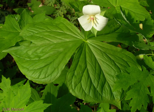 image of Trillium flexipes, Bent Trillium, Bent White Trillium, Bentstalk Trillium, Drooping Trillium