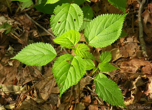 image of Laportea canadensis, Canada Wood-nettle