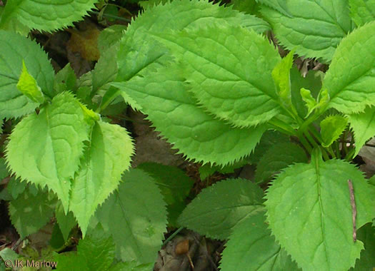 image of Solidago flexicaulis, Zigzag Goldenrod, Broadleaf Goldenrod