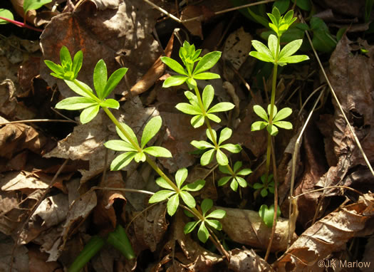 image of Galium triflorum, Sweet-scented Bedstraw, Fragrant Bedstraw