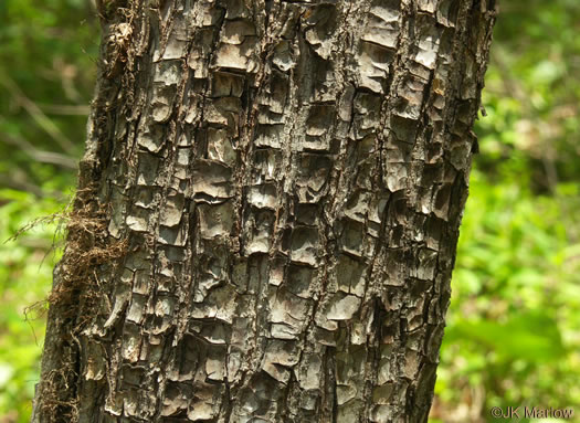 image of Halesia tetraptera var. monticola, Mountain Silverbell