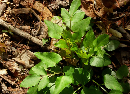 image of Thaspium trifoliatum var. aureum, Yellow Meadow-parsnip, Woodland Parsnip