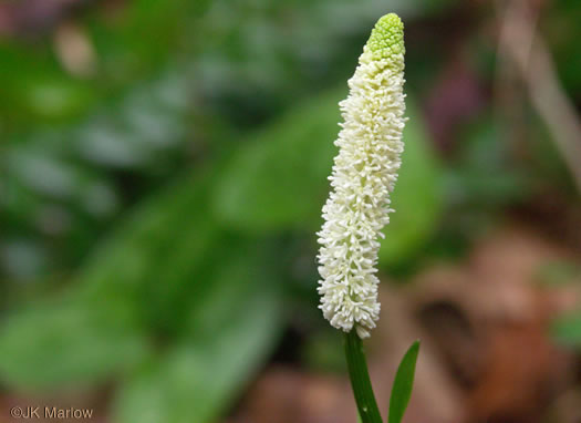 image of Chamaelirium luteum, Fairywand, Devil's Bit