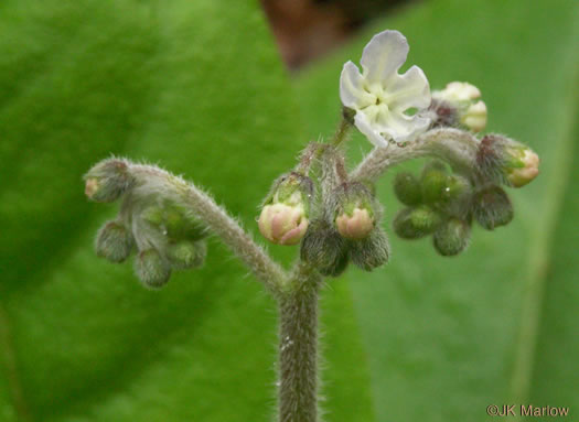 image of Andersonglossum virginianum, Southern Wild Comfrey, Southern Hound’s-tongue