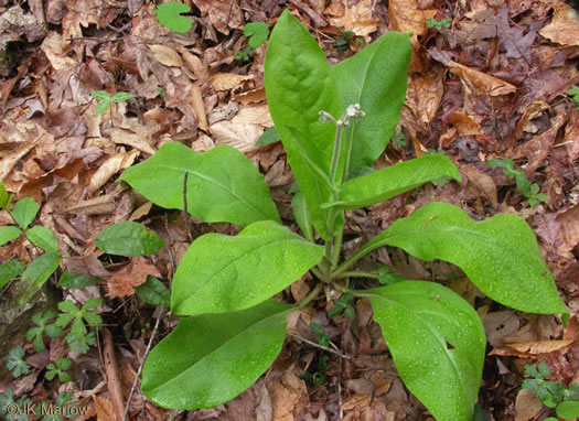 image of Andersonglossum virginianum, Southern Wild Comfrey, Southern Hound’s-tongue