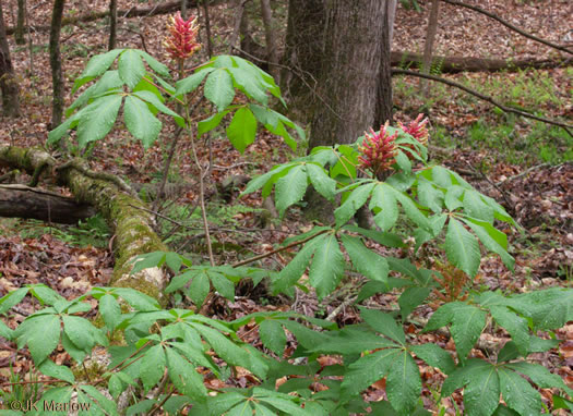 image of Aesculus sylvatica, Painted Buckeye