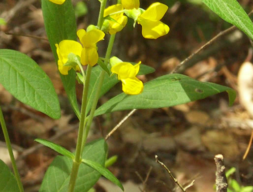 image of Thermopsis mollis, Appalachian Golden-banner, Allegheny Mountain Golden-banner, Bush Pea