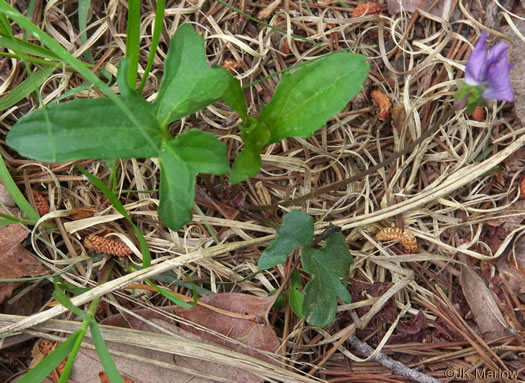 image of Viola septemloba, Southern Coastal Violet, Cleft-leaved Violet