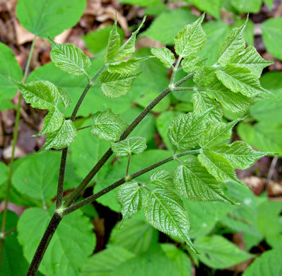 image of Aralia racemosa, Spikenard, Hungry-root