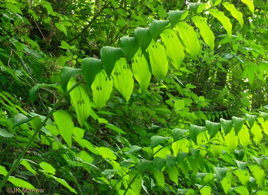 Smooth Solomon's Seal