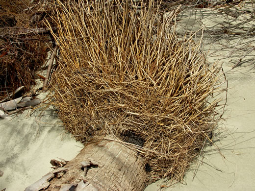 image of Sabal palmetto, Cabbage Palmetto