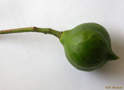 image of Vernicia fordii, Tung-oil Tree