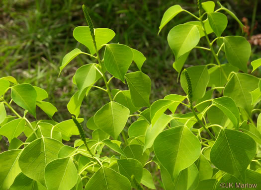 image of Triadica sebifera, Popcorn Tree, Chinese Tallow-tree