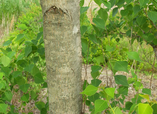 image of Triadica sebifera, Popcorn Tree, Chinese Tallow-tree