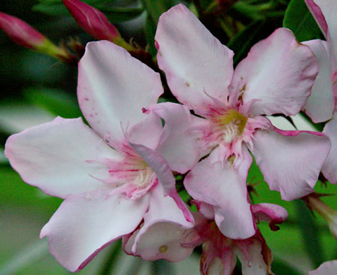 image of Nerium oleander, Oleander