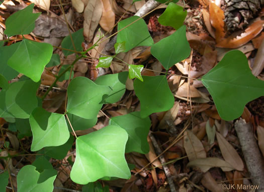 Erythrina herbacea, Coral-bean, Cardinal-spear