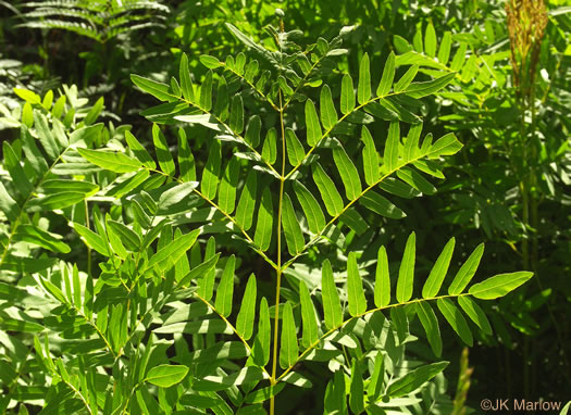 American Royal Fern