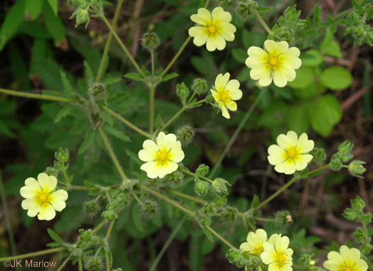 image of Potentilla recta, Rough-fruited Cinquefoil, Sulphur Cinquefoil, Sulphur Five-fingers