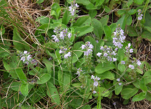 image of Veronica officinalis, Common Speedwell, Gypsyweed, Heath Speedwell