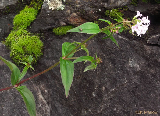 image of Houstonia purpurea, Summer Bluet, Mountain Bluet, Woodland Bluet, Purple Bluet