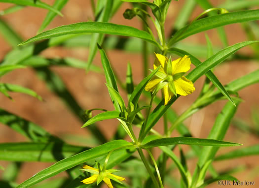 image of Steironema lanceolatum, Lanceleaf Loosestrife