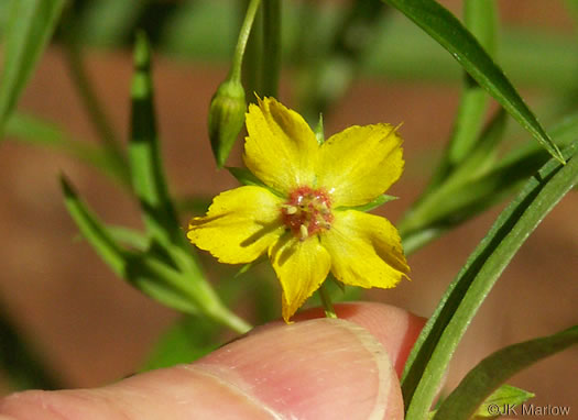 image of Steironema lanceolatum, Lanceleaf Loosestrife