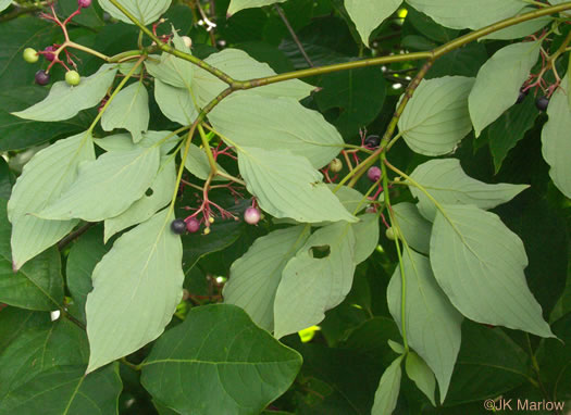 image of Swida alternifolia, Alternate-leaf Dogwood, Pagoda Dogwood, Pagoda Cornel