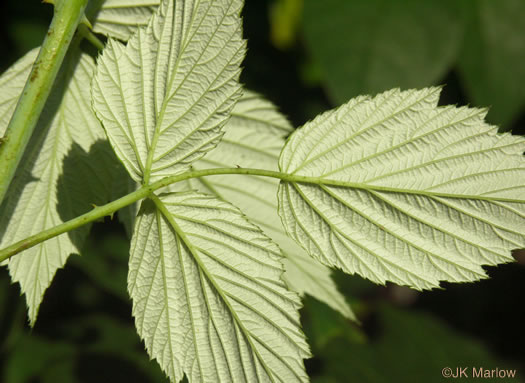 image of Rubus occidentalis, Black Raspberry, Blackcap