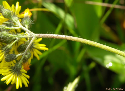 Pilosella caespitosa, Field Hawkweed, Yellow King-devil, Meadow Hawkweed