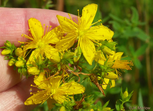 image of Hypericum perforatum, European St. Johnswort, Common St. Johnswort, Klamath-weed