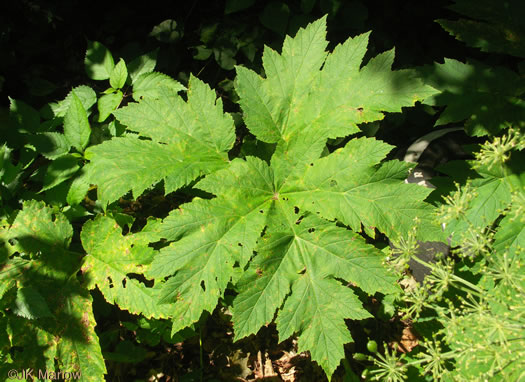 image of Heracleum maximum, Cow-parsnip, American Hogweed, Masterwort